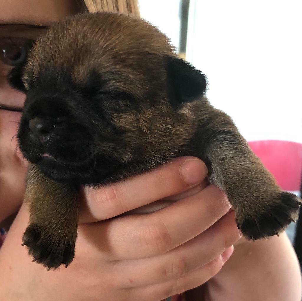 Border terrier puppies for sale in Chippenham, Wiltshire Gumtree