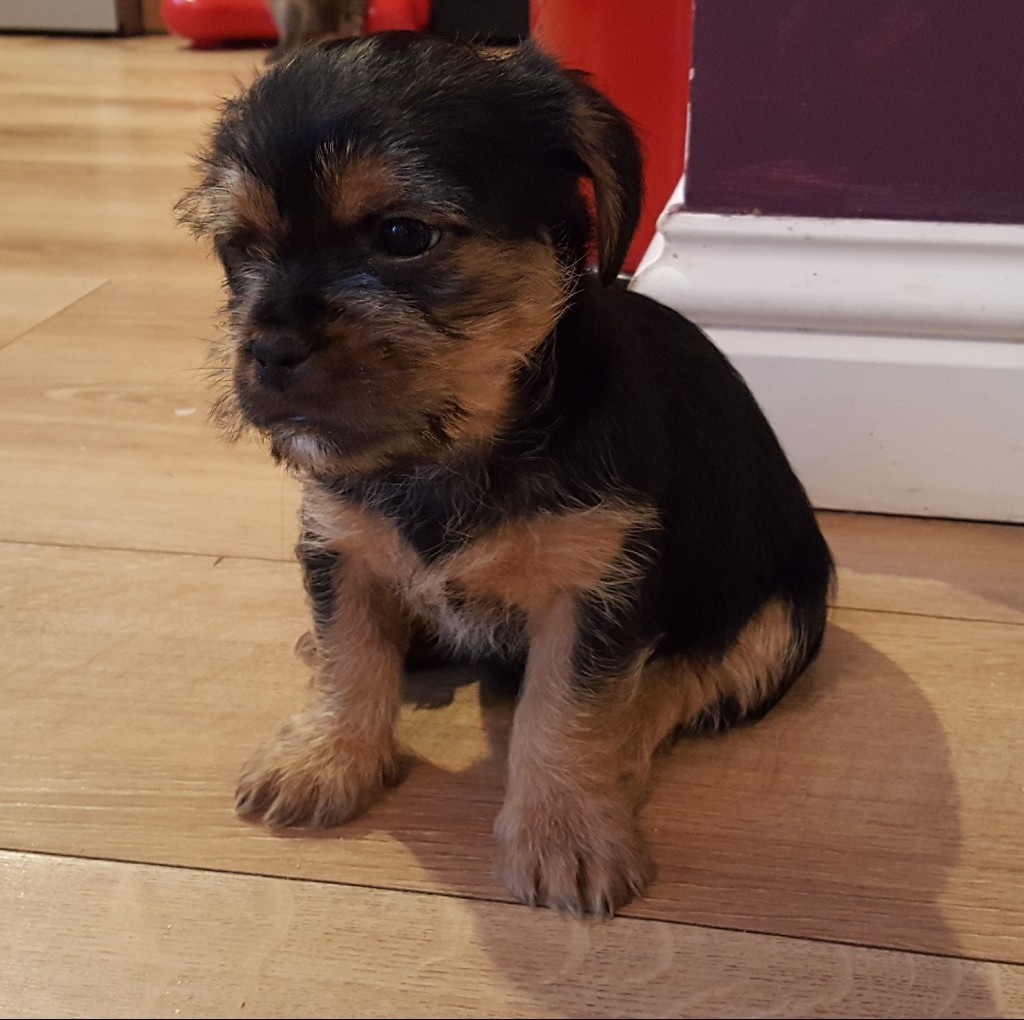 Shorkie puppies in Exeter, Devon Gumtree