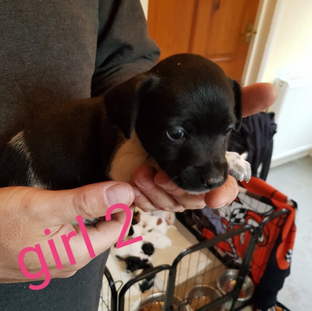 Jack Russell Puppies In Kidderminster Worcestershire Gumtree