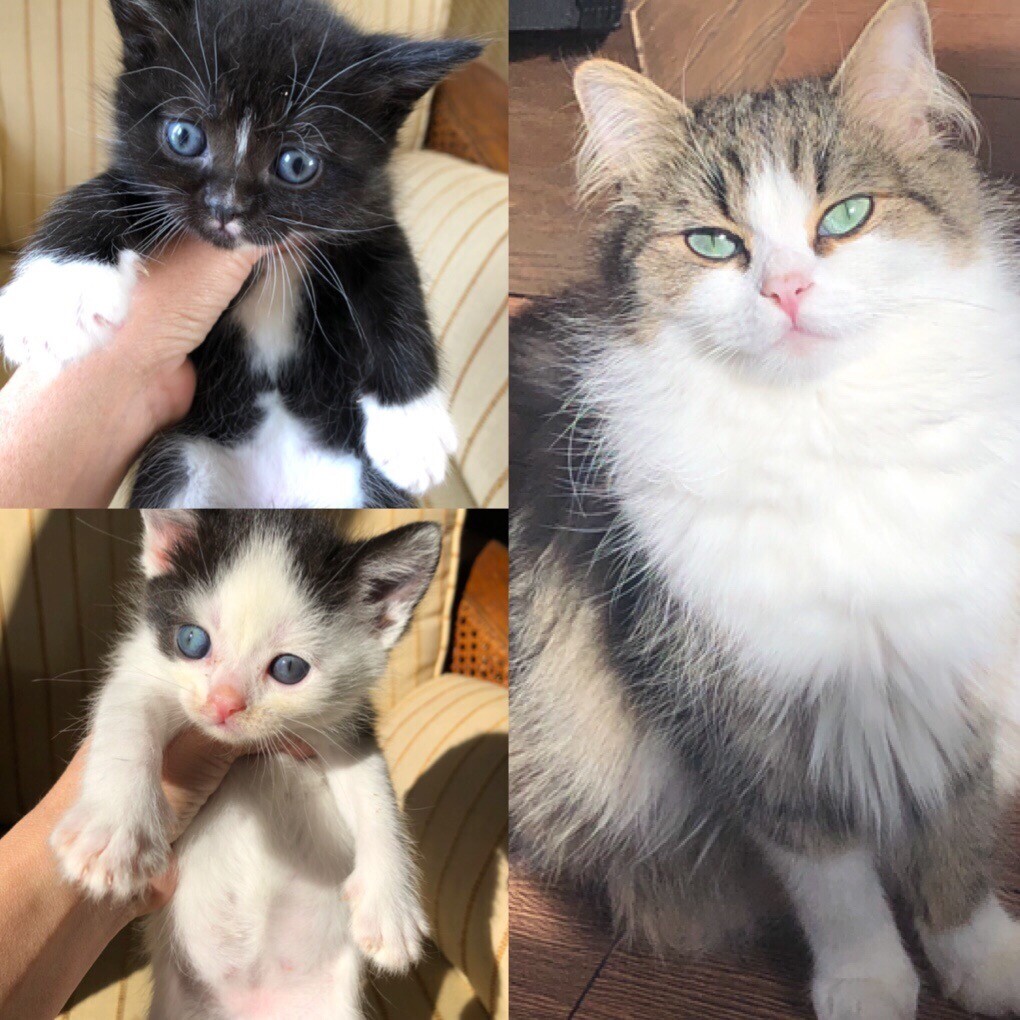 Kittens Ragdoll Mix in Droylsden, Manchester Gumtree