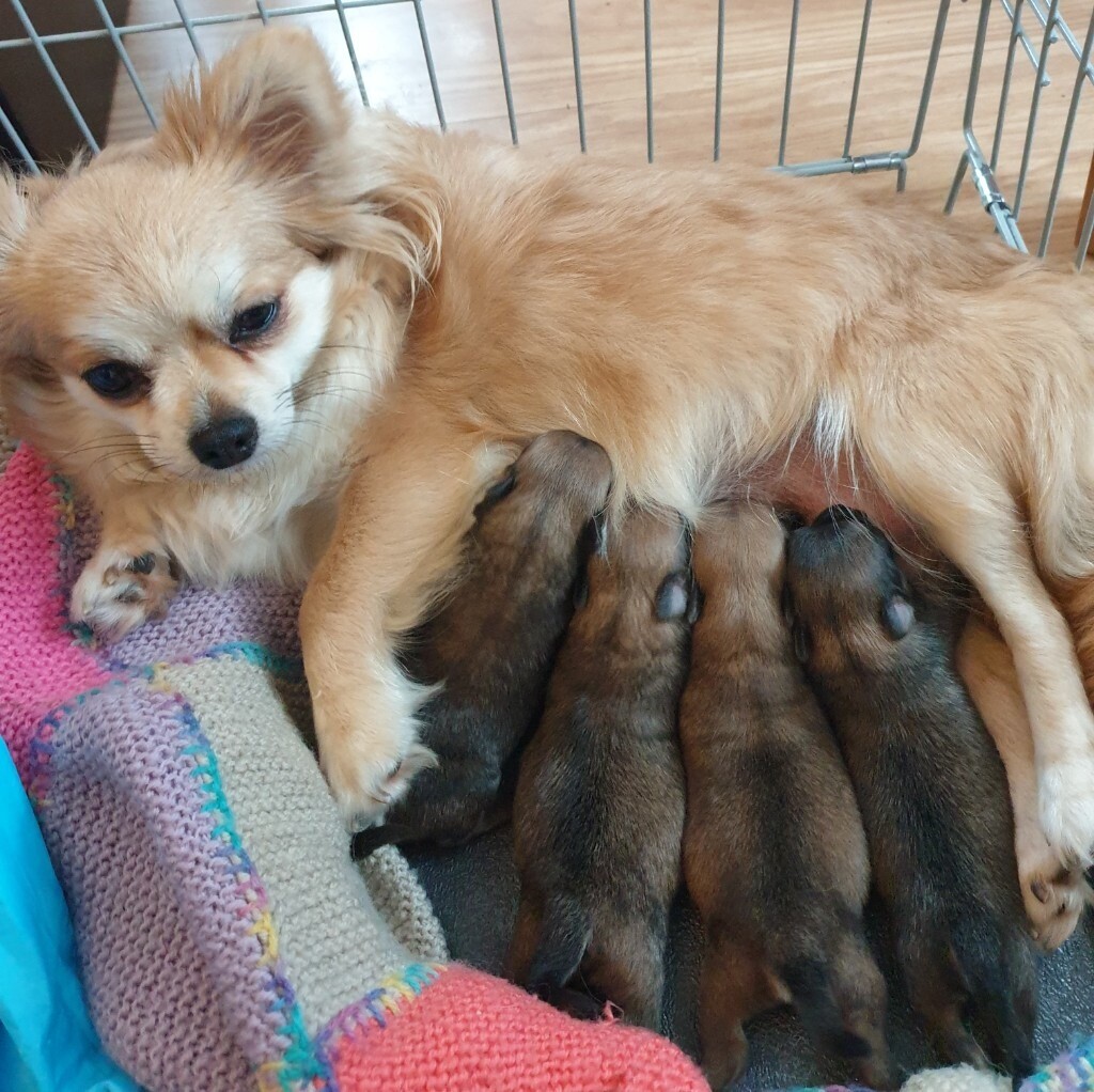 Beautiful Pomchi Puppies in Eastleigh, Hampshire Gumtree