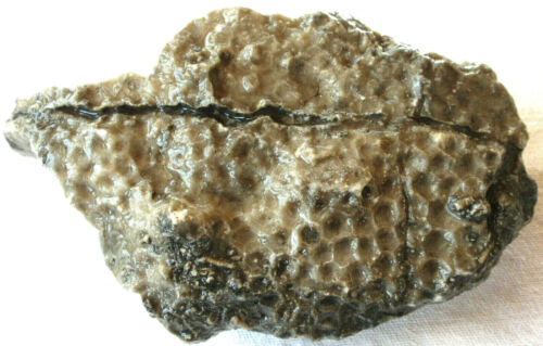 Unpolished Michigan Petoskey Stone - Hexagonaria - Coral Fossil - 3.25+ Pounds