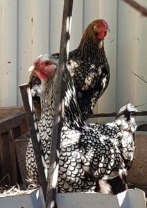 Wyandotte Chickens For Sale Livestock Gumtree Australia Brisbane