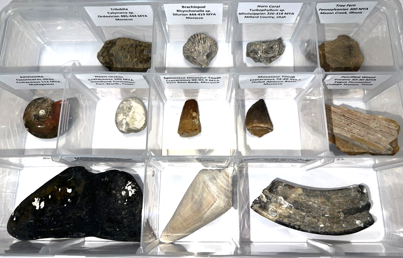 Labeled REAL 12 Fossil Collection in a Case MEGALODON, DINOSAUR TOOTH, TRILOBITE