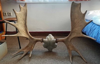 Elch Geweih gebraucht kaufen! Nur noch 4 St. bis -65% günstiger