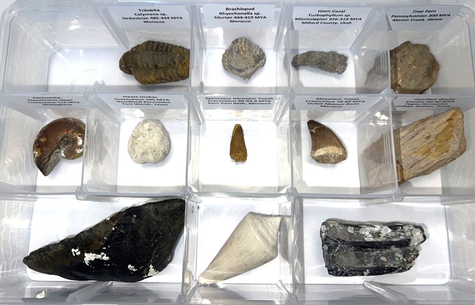 Labeled REAL 12 Fossil Collection in a Case MEGALODON, DINOSAUR TOOTH, TRILOBITE