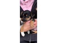 Jack Russell x Chihuahua puppy for sale