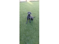 Pets Cane Corso Dogs Puppies For Sale Gumtree