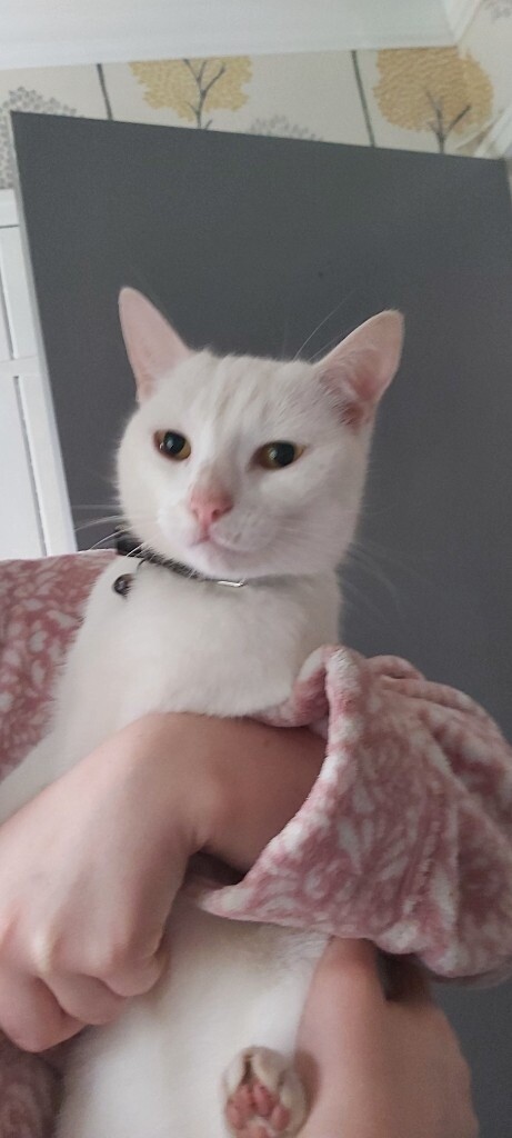 Two Female Cats In Driffield East Yorkshire Gumtree