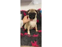 Pug Puppies Ready Now 