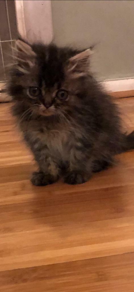 Persian Kittens For Sale In Bury Manchester Gumtree
