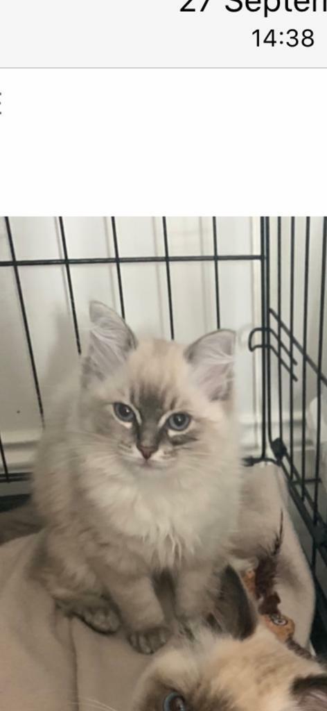 Male Ragdoll Kitten Ready To Go In County Antrim Gumtree