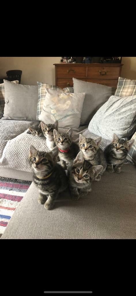 Kittens For Sale In Tiverton Devon Gumtree