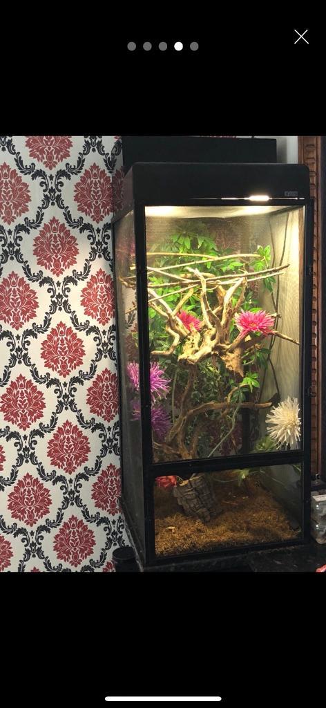 Complete chameleon set up vivarium | in West End, Hampshire | Gumtree
