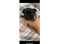 KC registered French bulldog puppies 