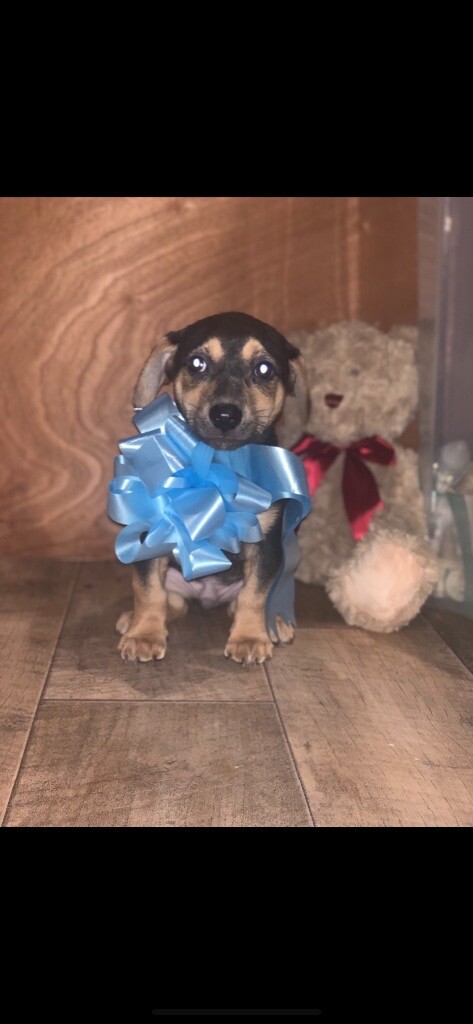 Miniature Jack Russell Boy Puppies For Sale Northern Ireland In Cookstown County Tyrone Gumtree