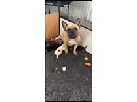Frenchbull dog Lhasa apso puppies (only 1 female left)