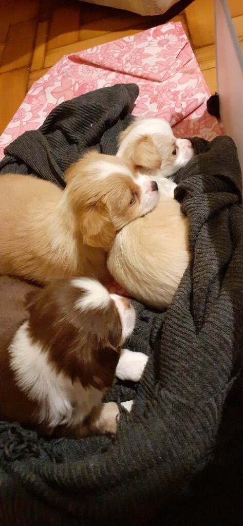 3 Pekingese Puppies Girls For Sale In Westbury Wiltshire Gumtree