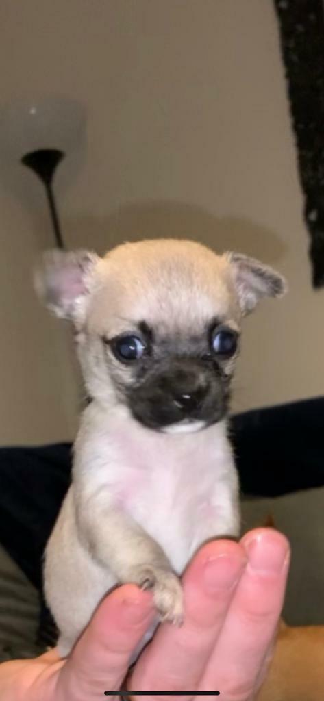 Chihuaha Puppies In Hamilton South Lanarkshire Gumtree