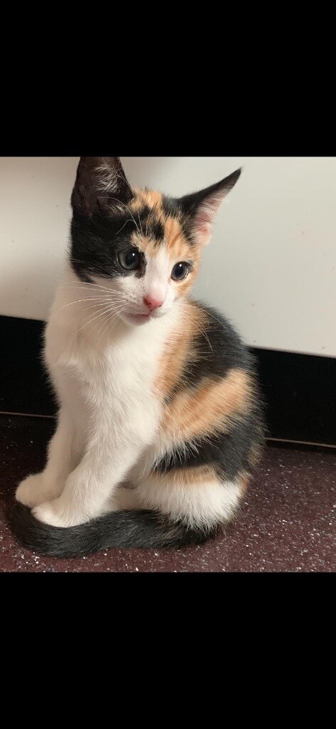 Kittens For Sale In Notting Hill London Gumtree