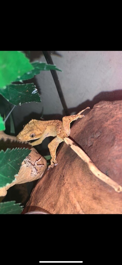 7 month female crested gecko with full set up | in Portsmouth