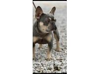 1 year Young female French bulldog whippy lines lilac tan in Chester
