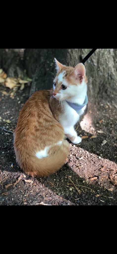 **Ginger Short Hair Kitten** | in Wilsden, West Yorkshire | Gumtree