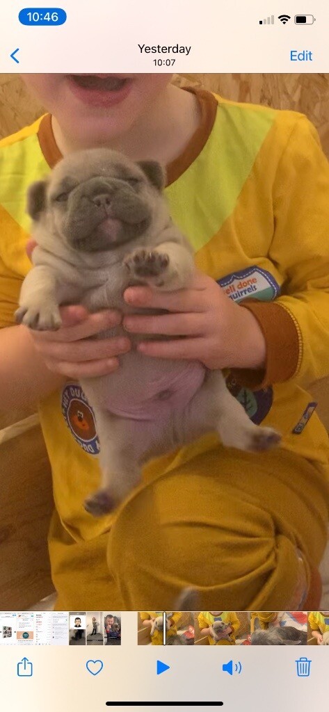 Beautiful Single Litter French Bulldog In Beith North Ayrshire Gumtree