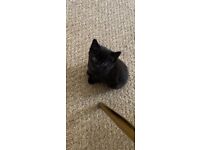Gorgeous black kittens for sale