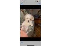 Maltipoo Puppies for Sale 