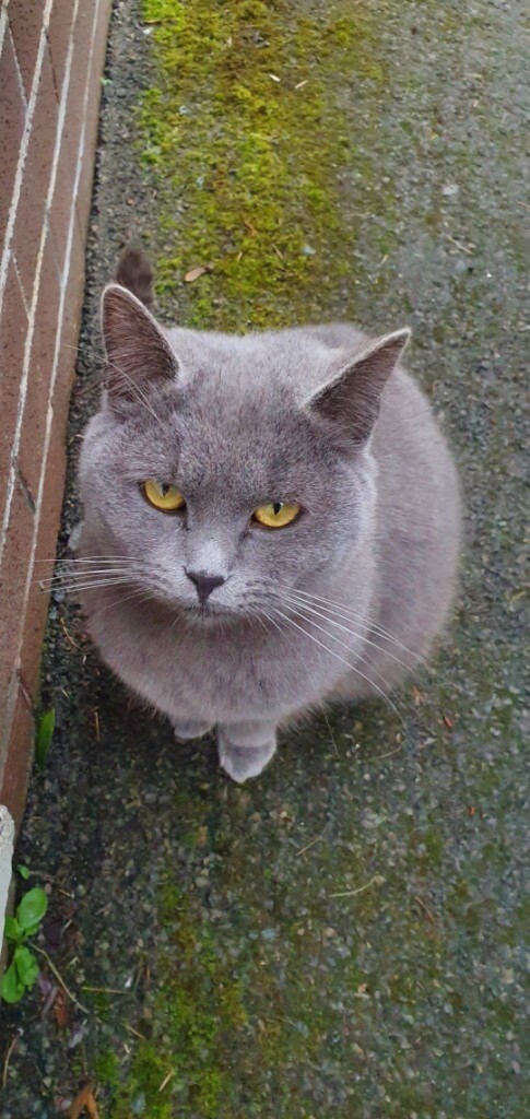 Pedigree British Shorthair Cats In Omagh County Tyrone Gumtree