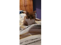 Kittens Or Kitten In County Down Cats Kittens For Sale Gumtree