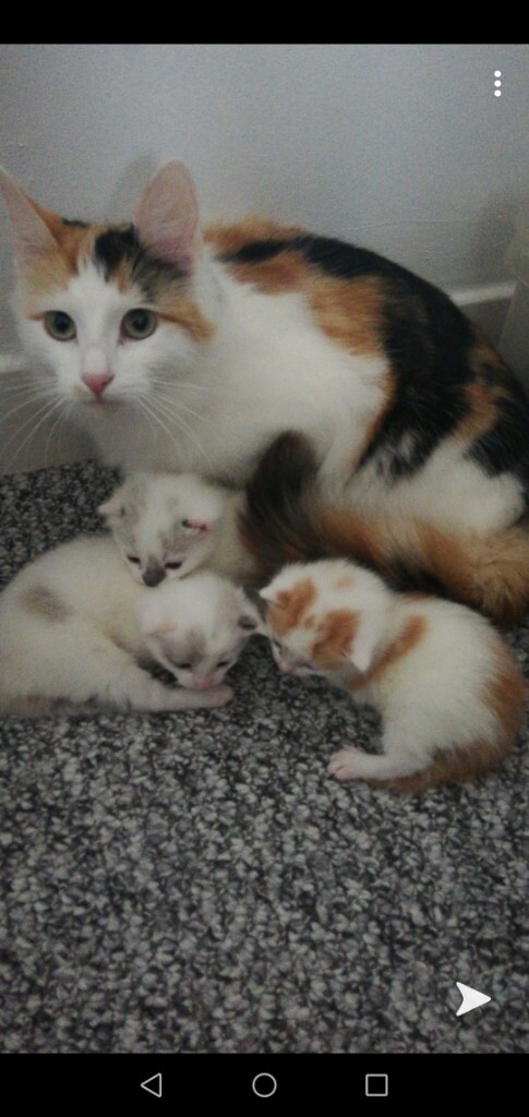 3 adorable kittens | in Pontarddulais, Swansea | Gumtree