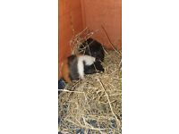 2 x female guinea pigs + cage etc in need of loving home