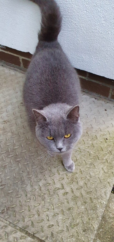 Pedigree British Shorthair Maine Coon Cats In Omagh County