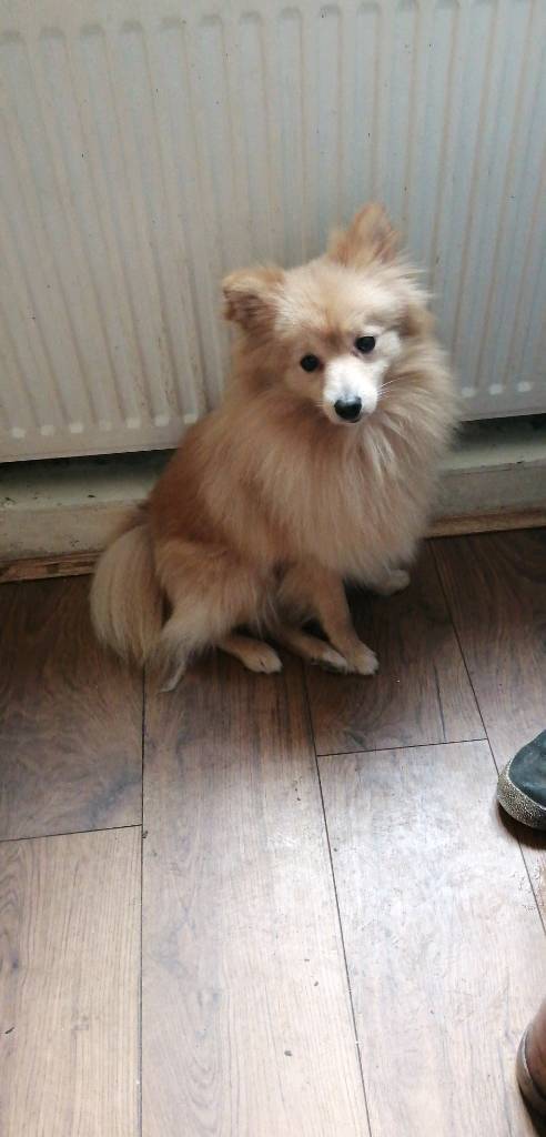 Pomeranian puppies for sale in Castleford West 