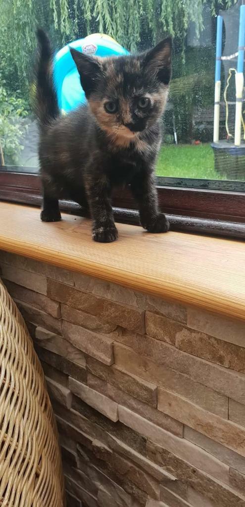 Kittens for sale | in Kings Lynn, Norfolk | Gumtree