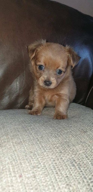 Stunning Chorkie Puppies Xx In Shepshed Leicestershire Gumtree