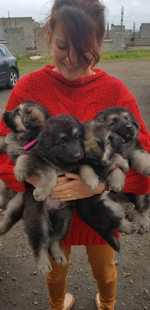 German Shepherd Pups In Ballymena County Antrim Gumtree
