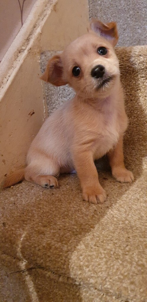 Chorkie Male Puppy In Chesterfield Derbyshire Gumtree