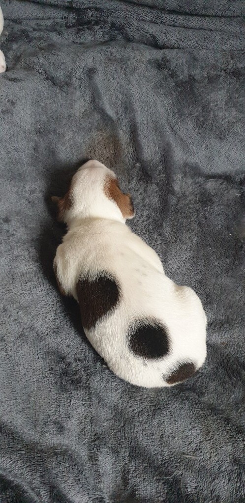 Jack Russell In Long Eaton Nottinghamshire Gumtree