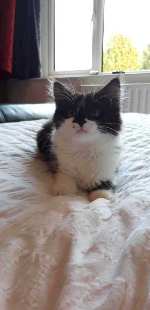Beautiful Semi Long Haired Black And White Kitten In Winchester