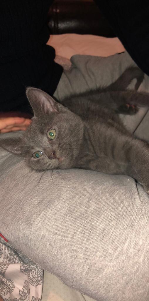 Rare Russian Blue Mix Tabby Male Kitten in Kennington, London Gumtree
