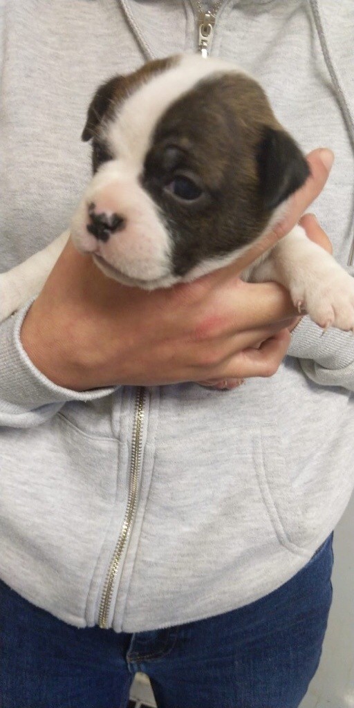 staff cross pug in Leicester, Leicestershire Gumtree