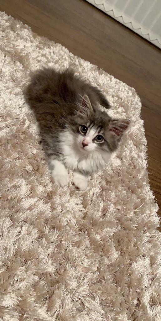 REHOMING A BEAUTIFUL RAGDOLL CROSS KITTEN *5 MONTHS ONLY* in Luton