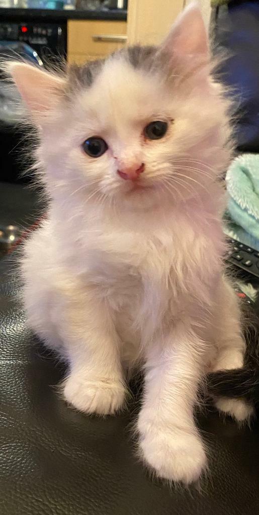 Kitten - Sold | in Abertillery, Blaenau Gwent | Gumtree