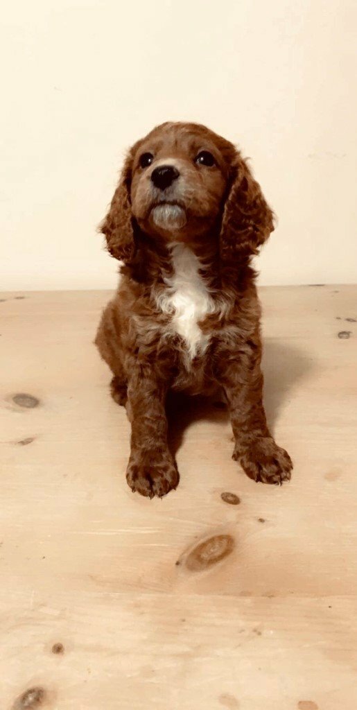 STUNNING FOX RED MINIATURE LABRADOODLE PUPPIES in Ripley, Derbyshire