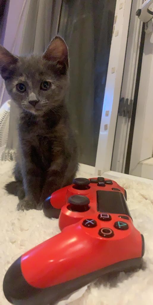 Grey Kittens for sale in Edmonton, London Gumtree