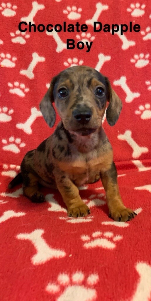 Boy Miniature Dachshund X Jack Russell puppies in Newport