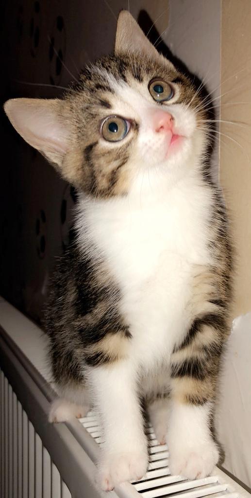 Beautiful Male Kitten in Milnrow, Manchester Gumtree